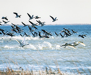 南遷候鳥駐足居延海